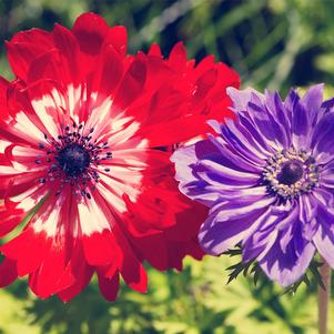 Anemone Coronaria St Brigid