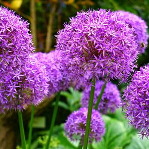 Allium Lucy Ball