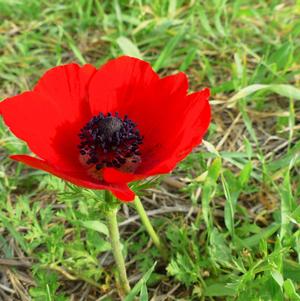 Anemone Galilee Red