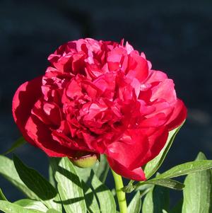 Peony lactiflora Big Ben