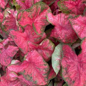 Caladium Fancy Leaf Lava Glow