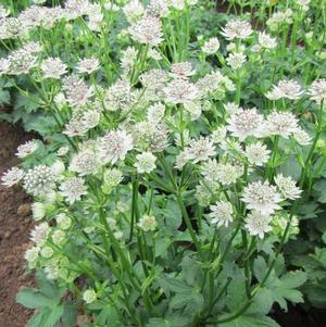 Astrantia Star of Billions