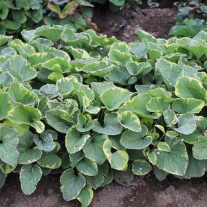 Brunnera Hadspen Cream