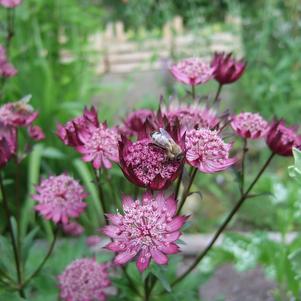 Astrantia Star of Flame