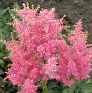 Astilbe Rhineland (japonica hyb)