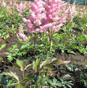 Astilbe Europa (japonica hyb)