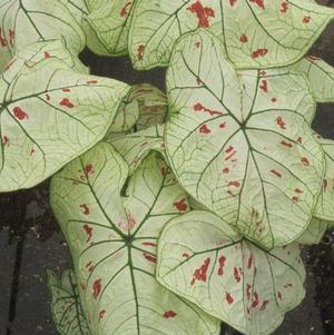 Caladium Strap Leaf Strawberry Star (PP24,681)