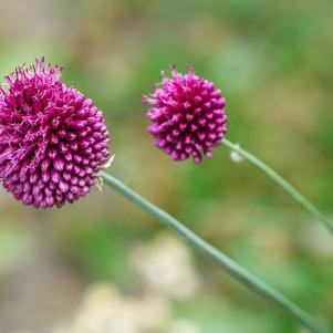 Allium Sphaerocephalon (Drumstick)