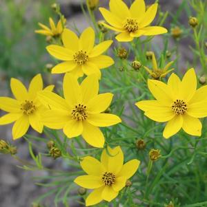 Coreopsis Zagreb