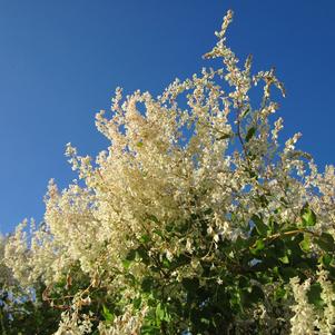 Polygomun Aubertii Silver Lace