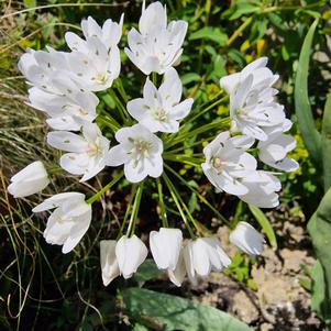 Allium Cowanii