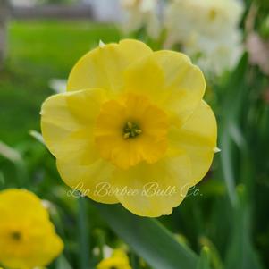 Daffodil Jonquilla Sundisc