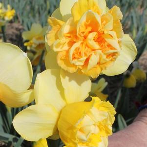 Daffodil Double Art Perfume