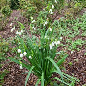 Leucojum Aestivum Gr. Giant