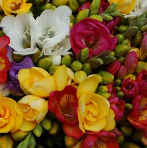 Freesia Mix Doubles