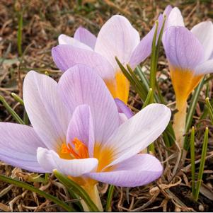 Crocus Zonatus