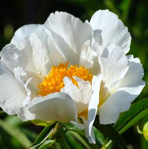 Peony lactiflora Krinkled White