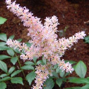 Astilbe Satin Pearls (chinensis hyb)