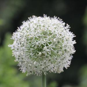 Allium Mount Everest