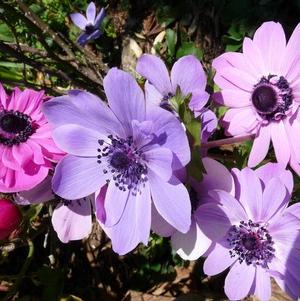 Anemone Coronaria St Brigid