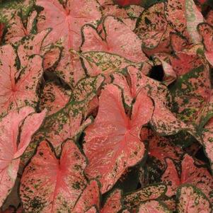 Caladium Fancy Leaf Pink Beauty