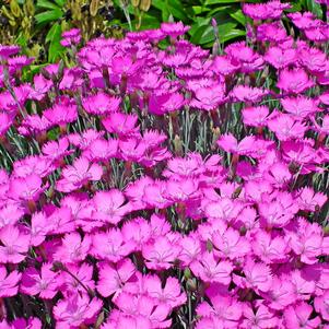 Dianthus Fire Witch