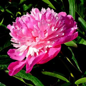 Peony lactiflora Pink Pompadour