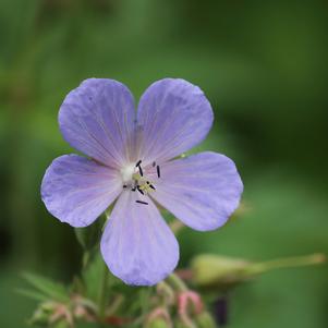 Geranium Mayflower