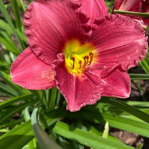 Hemerocallis Little Business