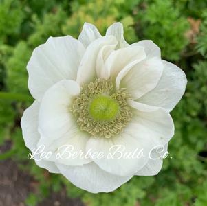 Anemone Carmel Albino