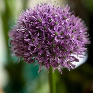 Allium Gladiator