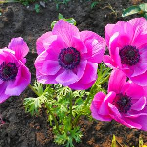 Anemone Meron Pink