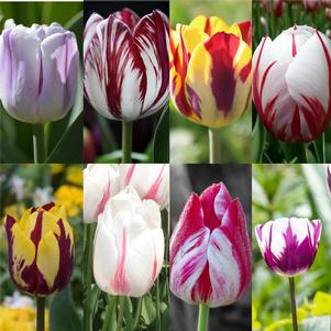 Tulip Single Late Rembrandt Mix