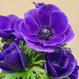 Anemone Meron Blue