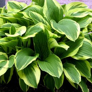 Hosta Fragrant Dream