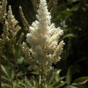 Astilbe Deutschland