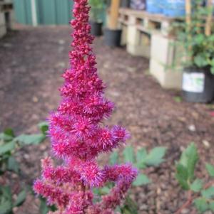 Astilbe Red (chinensis hyb)