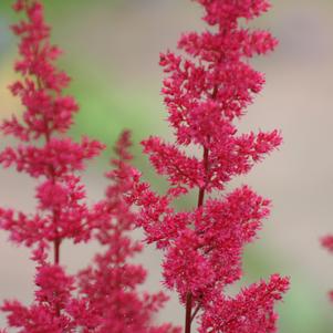 Astilbe Spinell (arendsii hyb)