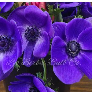 Anemone Jerusalem Blue