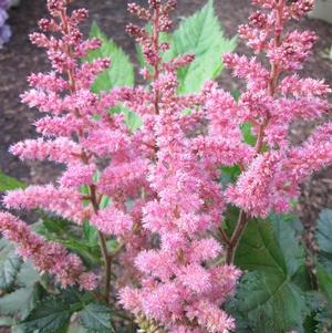 Astilbe Pink (chinensis hyb)