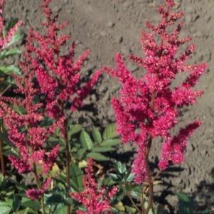 Astilbe Granaat (arendsii hyb)