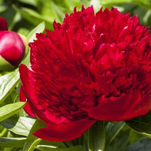 Peony lactiflora Red Charm