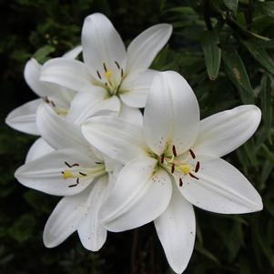 Lilies Asiatic White Sound 12/14