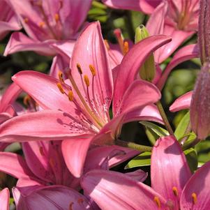 Lilies Asiatic Pippa's Joy