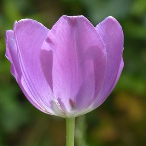 Tulip Triumph Alibi