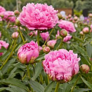 Peony lactiflora Dr. Alexander Fleming