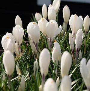 Crocus Vernus Jeanne D'Arc