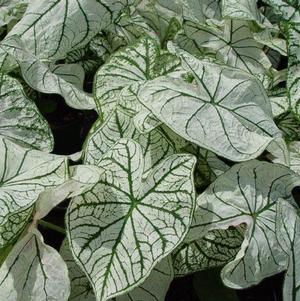 Caladium Fancy Leaf Candidum