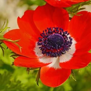 Anemone Jerusalem Red