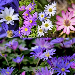 Anemone Blanda Mixed